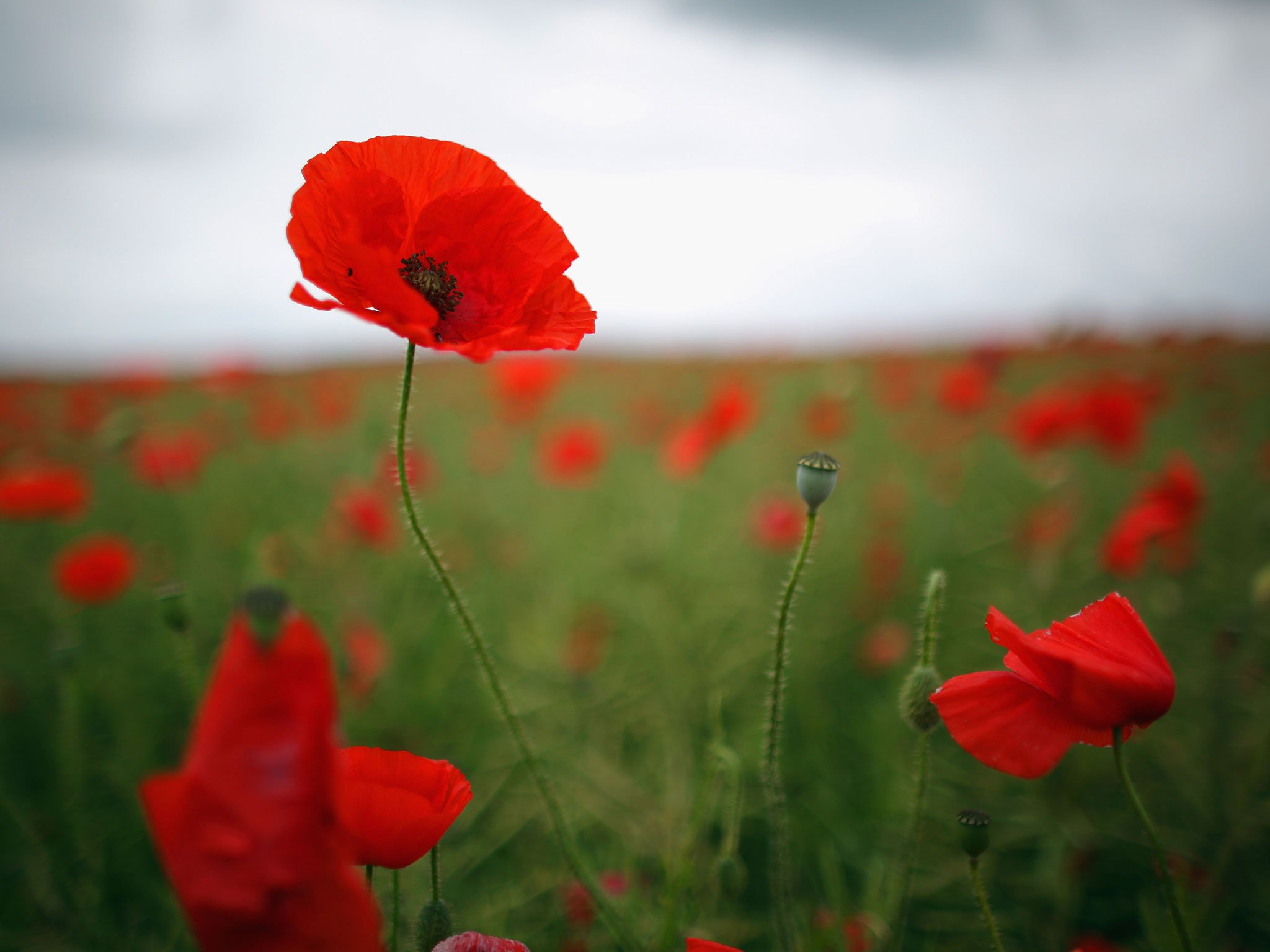 Remembrance Sunday